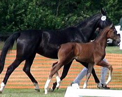 dressage horse Esquinzo (Rhinelander, 2014, from Escolar)