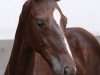 dressage horse Domenico (Hanoverian, 2018, from De Beau)