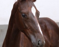 dressage horse Domenico (Hanoverian, 2018, from De Beau)