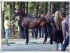 dressage horse Valencio (Hanoverian, 2016, from Veneno)