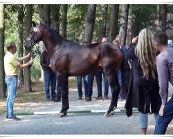 dressage horse Valencio (Hanoverian, 2016, from Veneno)