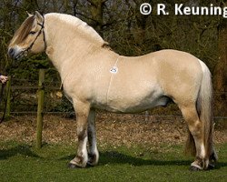 stallion Bjørkman (Fjord Horse, 1987, from Bjørkar N.1871)