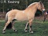 stallion Baldrian (Fjord Horse, 1997, from Pikant Halsnæs )