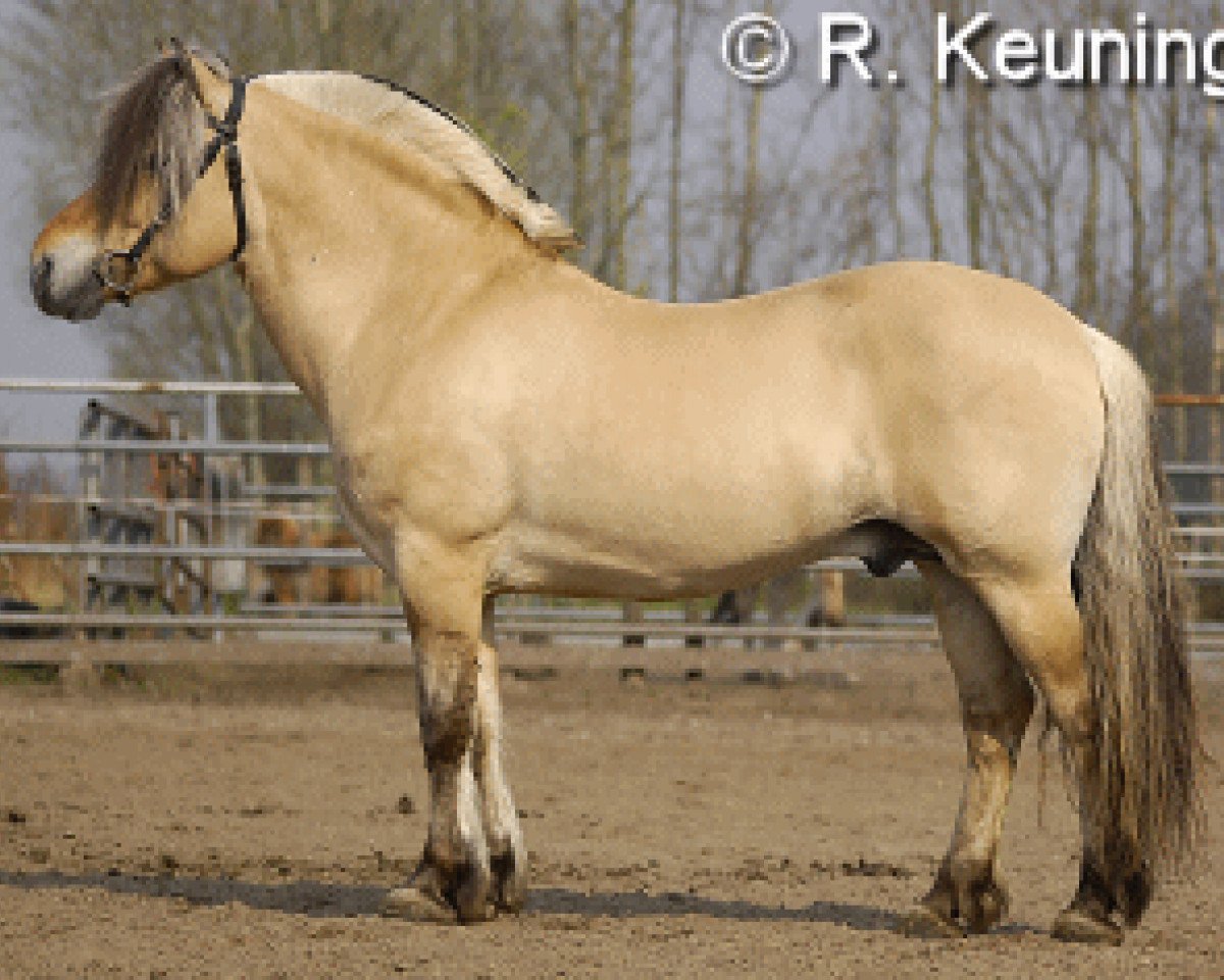 stallion Ansgar Skellerød (Fjord Horse, 1992, from Plutonikk)