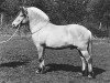 stallion Lestor (Fjord Horse, 1991, from Tunar NL-I-52)