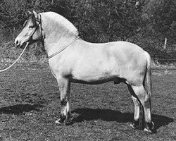 stallion Lestor (Fjord Horse, 1991, from Tunar NL-I-52)