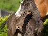 dressage horse Gretchen (Hanoverian, 2017, from Goldberg)