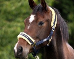 broodmare Waldfee 725 (German Warmblood, 2008, from Konvoi)