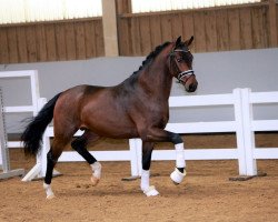 stallion For Diamond Hit DB (German Sport Horse, 2017, from For Romance I)