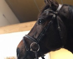 jumper Carinyo 3 (Oldenburg show jumper, 2014, from Cador 5)