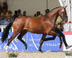 broodmare Sharline (Hanoverian, 2015, from Sir Donnerhall I)