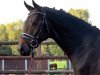 dressage horse Fitzroy 12 (Hanoverian, 2015, from Feedback 16)