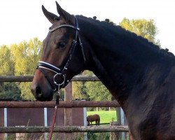 dressage horse Fitzroy 12 (Hanoverian, 2015, from Feedback 16)