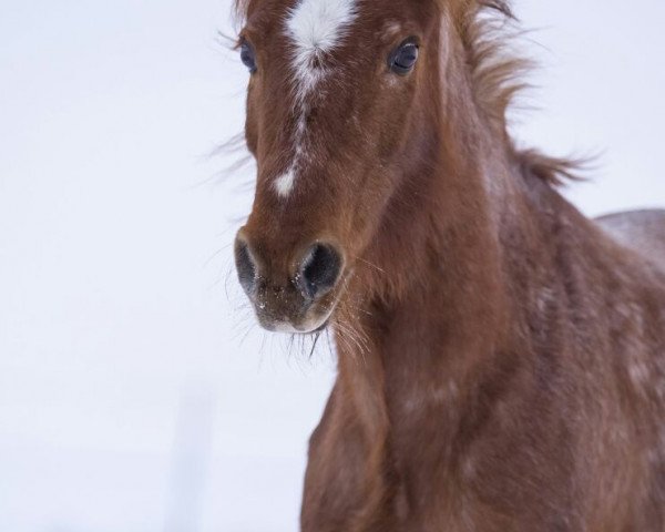 Pferd Peggy (Welsh Pony (Sek.B), 2000, von Rondeels Mellow)