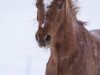 horse Peggy (Welsh-Pony (Section B), 2000, from Rondeels Mellow)