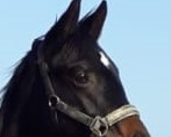 dressage horse Kalimero (Trakehner, 2019, from Ivanhoe)