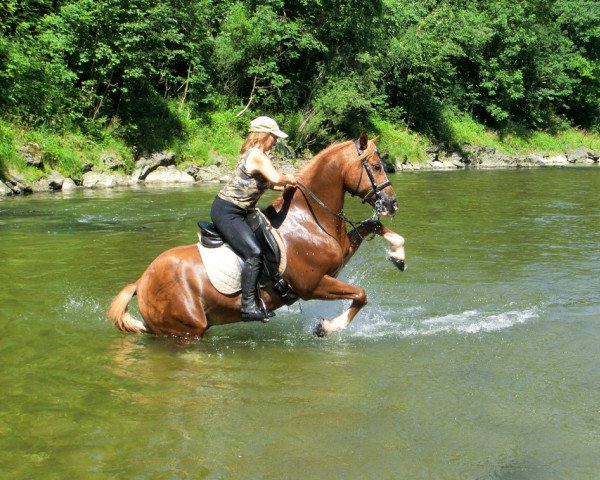 Pferd Gögerlprinz (Arabo-Haflinger, 2002, von Normativ ox)