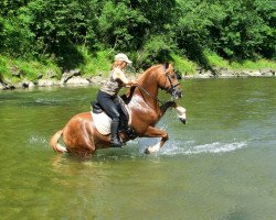 horse Gögerlprinz (Arabo-Haflinger, 2002, from Normativ ox)