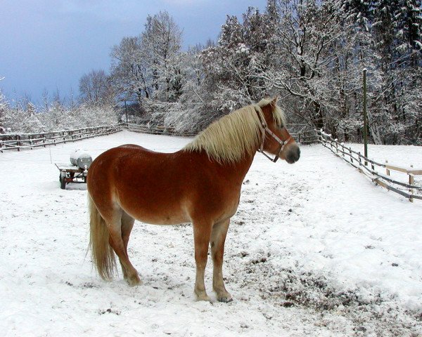 Zuchtstute Gixi -P- (Haflinger, 1985, von Satir)