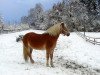 broodmare Gixi -P- (Haflinger, 1985, from Satir)