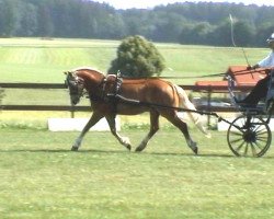 Zuchtstute Goegerlhexe (Haflinger, 1996, von Norlan (7,81% ox))