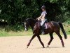 jumper W Flexibel vd Beemd (KWPN (Royal Dutch Sporthorse), 2010)