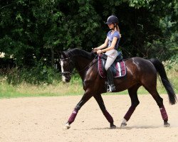 Springpferd W Flexibel vd Beemd (KWPN (Niederländisches Warmblut), 2010)