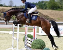 stallion Castilliano Sr (Oldenburg, 2015, from Cascadello)