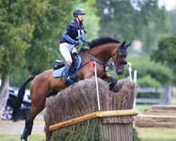 jumper Go'Brien (KWPN (Royal Dutch Sporthorse), 2011, from Blauwendraad's O'Brien)