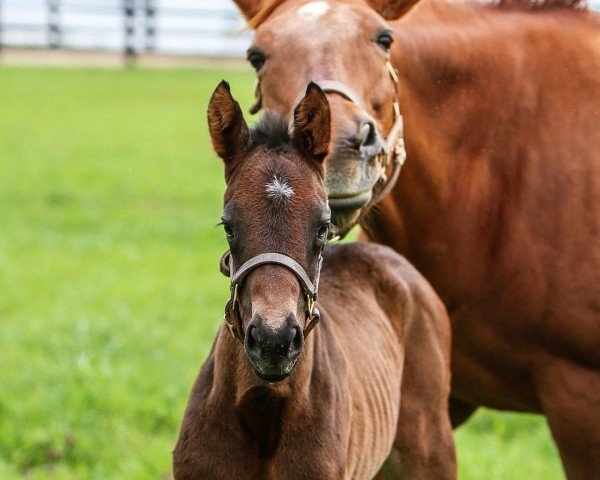 horse Fohlen von Outwork xx (Thoroughbred, 2019, from Outwork xx)