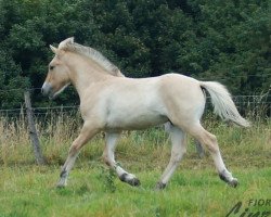 horse Davyn (Fjord Horse, 2020, from Dexter)