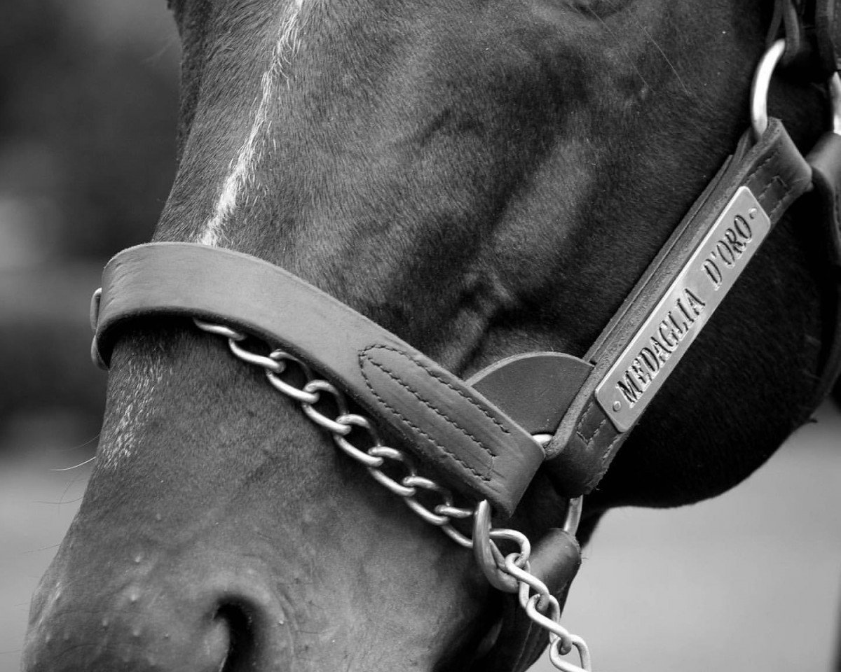 Deckhengst Medaglia d'Oro xx (Englisches Vollblut, 1999, von El Prado xx)