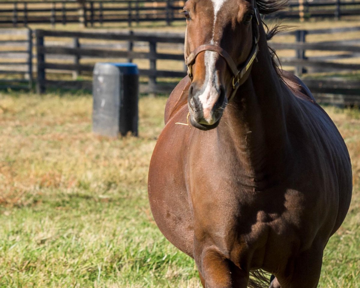 stallion Nicanor xx (Thoroughbred, 2006, from Dynaformer xx)