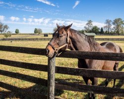 stallion Touch Gold xx (Thoroughbred, 1994, from Deputy Minister xx)