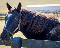 stallion War Emblem xx (Thoroughbred, 1999, from Our Emblem xx)