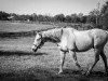 stallion Silver Charm xx (Thoroughbred, 1994, from Silver Buck xx)