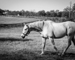 stallion Silver Charm xx (Thoroughbred, 1994, from Silver Buck xx)