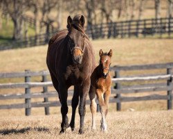 horse Stute von Jimmy Creed xx (Thoroughbred, 2020, from Jimmy Creed xx)