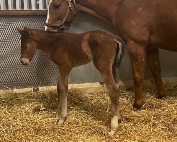 horse Stute von City of Lights xx (Thoroughbred, 2020, from City of Light xx)