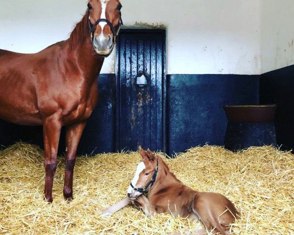 horse Stute von Justify xx (Thoroughbred, 2020, from Justify xx)