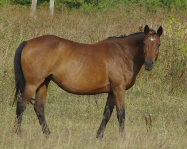 Zuchtstute Vionija (Russisch Trakehner, 2000, von Orfej 1)