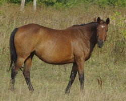 Zuchtstute Vionija (Russisch Trakehner, 2000, von Orfej 1)