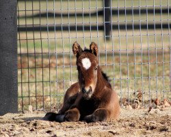 horse Stute von Into Mischief xx (Thoroughbred, 2020, from Into Mischief xx)