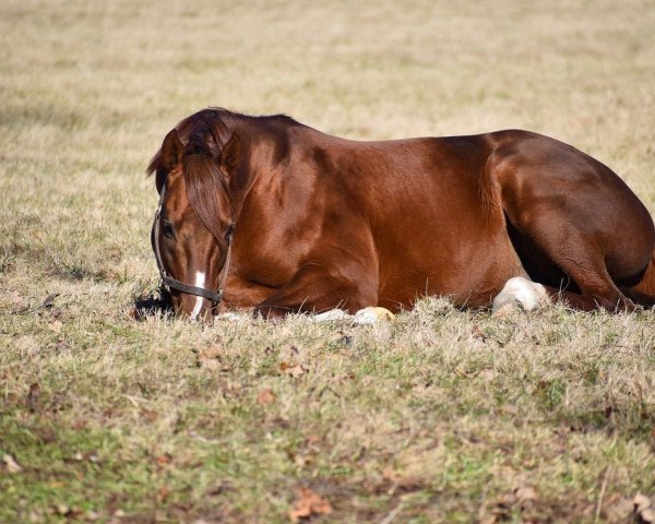 stallion Collected xx (Thoroughbred, 2013, from City Zip xx)