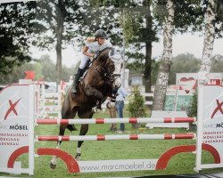 broodmare Baloua du Rouet (Oldenburg show jumper, 2016, from Balou du Rouet)