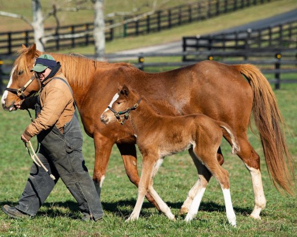 horse Stute von Free Drop Billy xx (Thoroughbred, 2020, from Free Drop Billy xx)