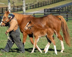 Pferd Stute von Free Drop Billy xx (Englisches Vollblut, 2020, von Free Drop Billy xx)