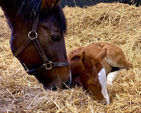 horse Fohlen von Cracksman xx (Thoroughbred, 2020, from Cracksman xx)