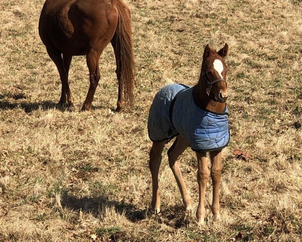 Pferd Hengst von American Pharoah xx (Englisches Vollblut, 2020, von American Pharoah xx)