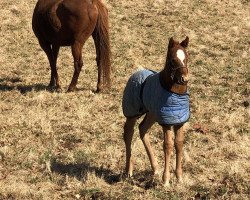 Pferd Hengst von American Pharoah xx (Englisches Vollblut, 2020, von American Pharoah xx)